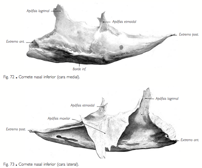 Nasal Inferior Osteología Artrología UCACUE